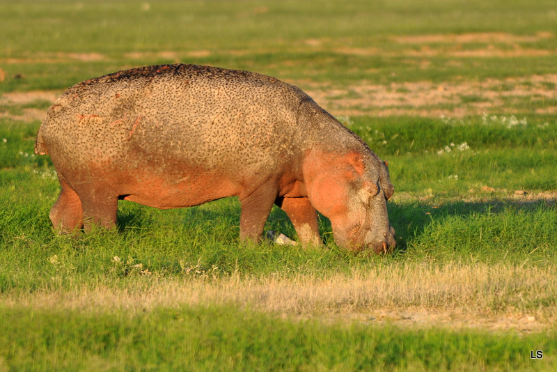 Hippopotame/Hippopotamus (11)