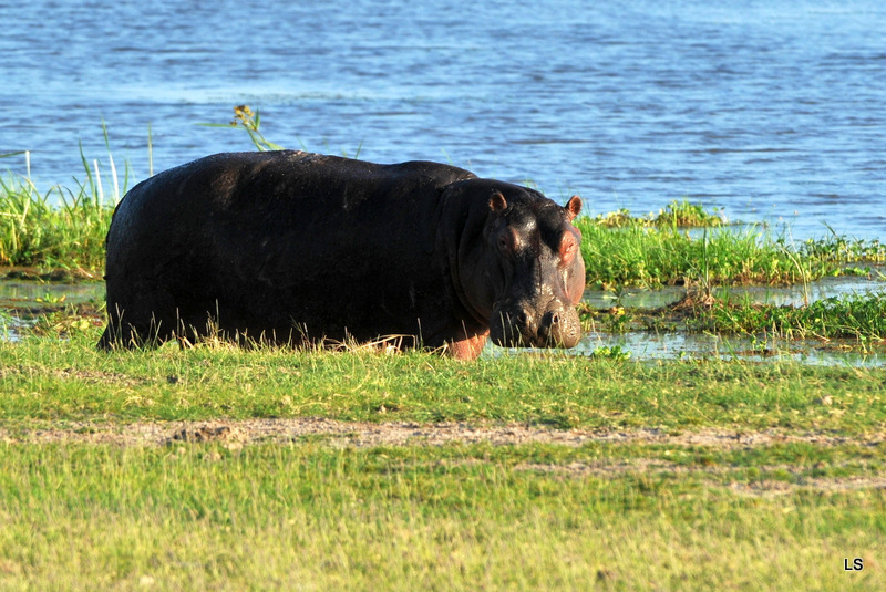 Hippopotame/Hippopotamus (3)