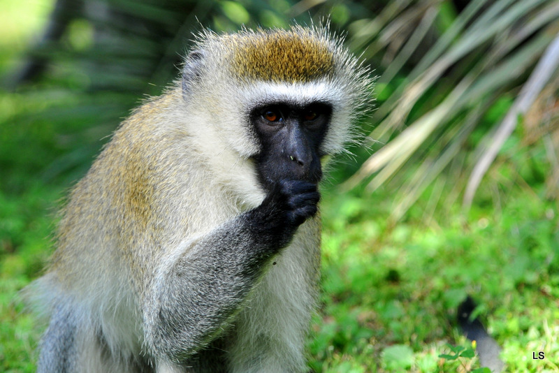 Vervet/Vervet monkey (2)