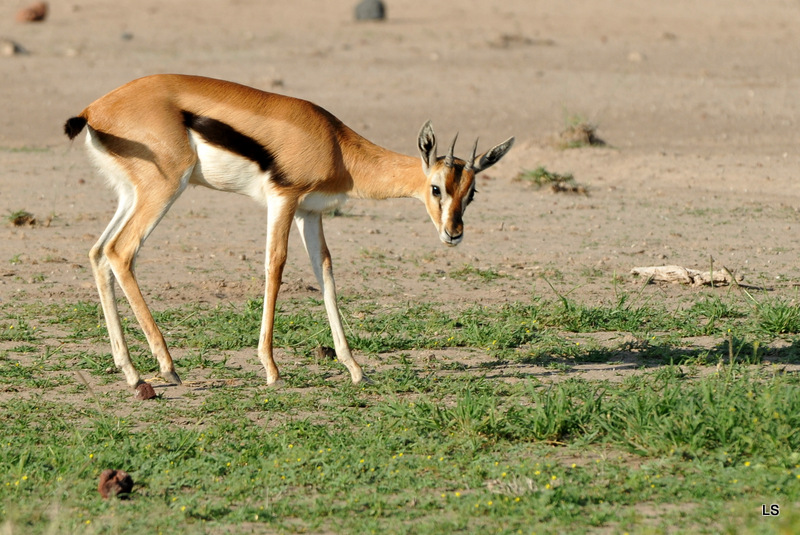 Amboseli 2010 (97)