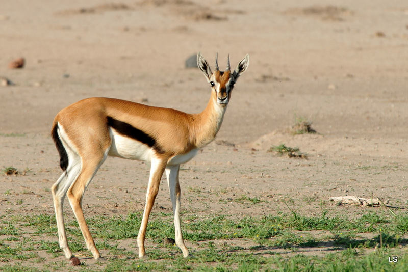 Amboseli 2010 (98)