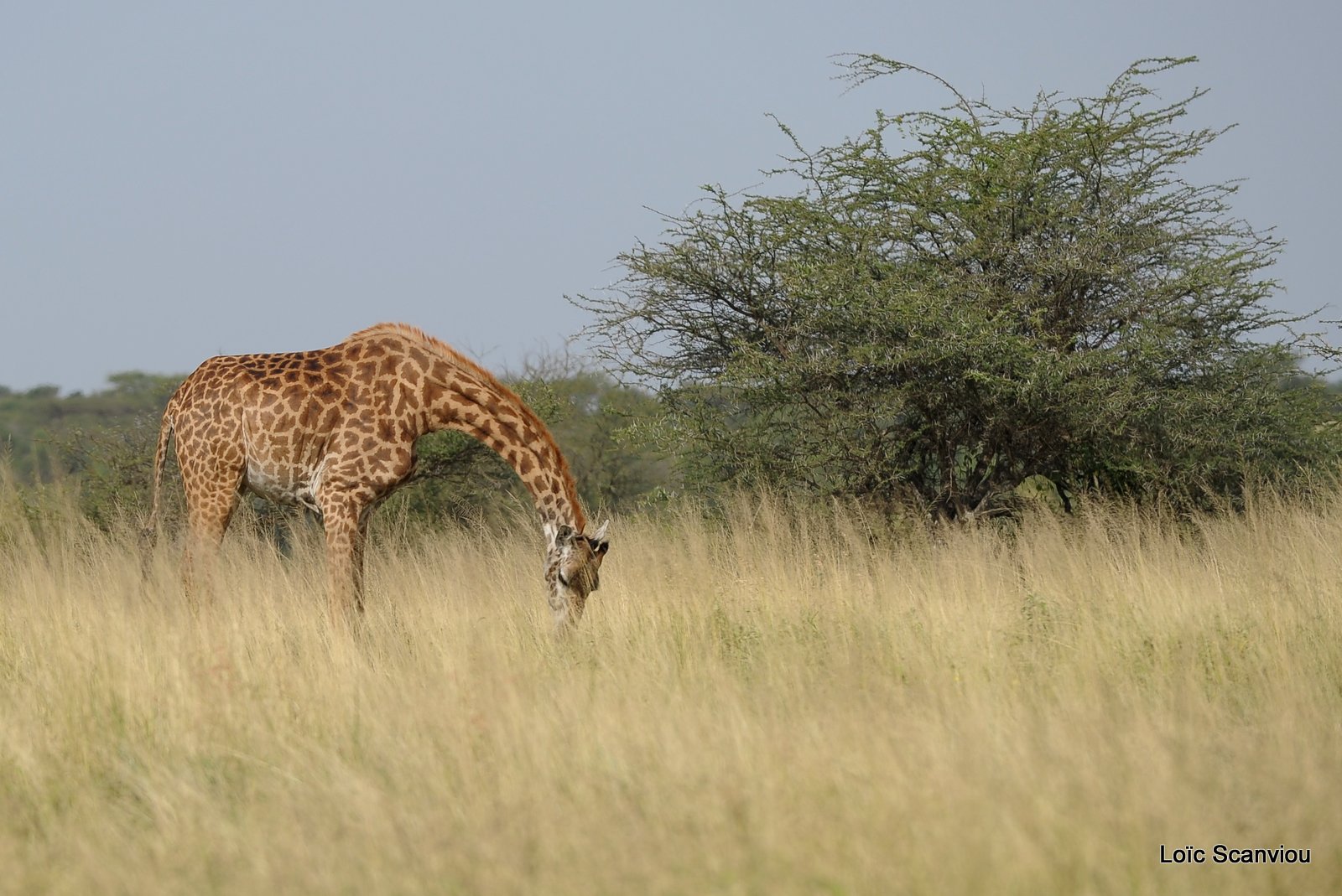 Girafe/Giraffe (1)