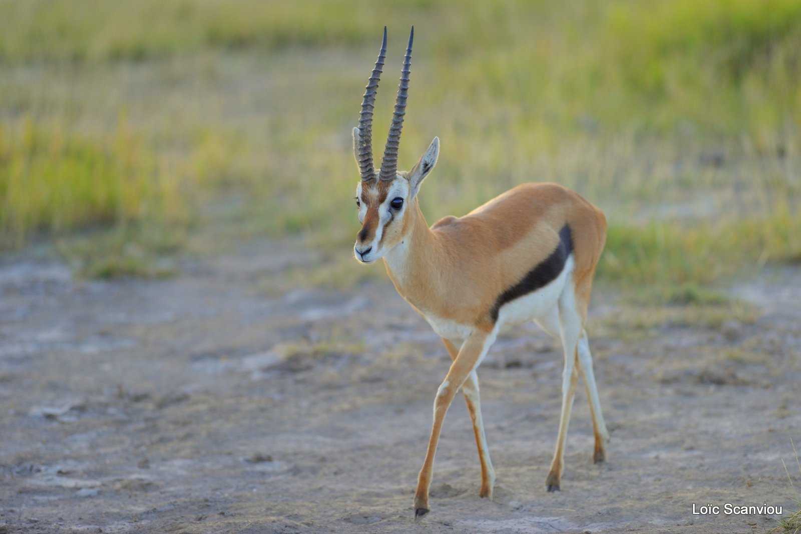 Gazelle de Thomson/Thomson's Gazelle (1)