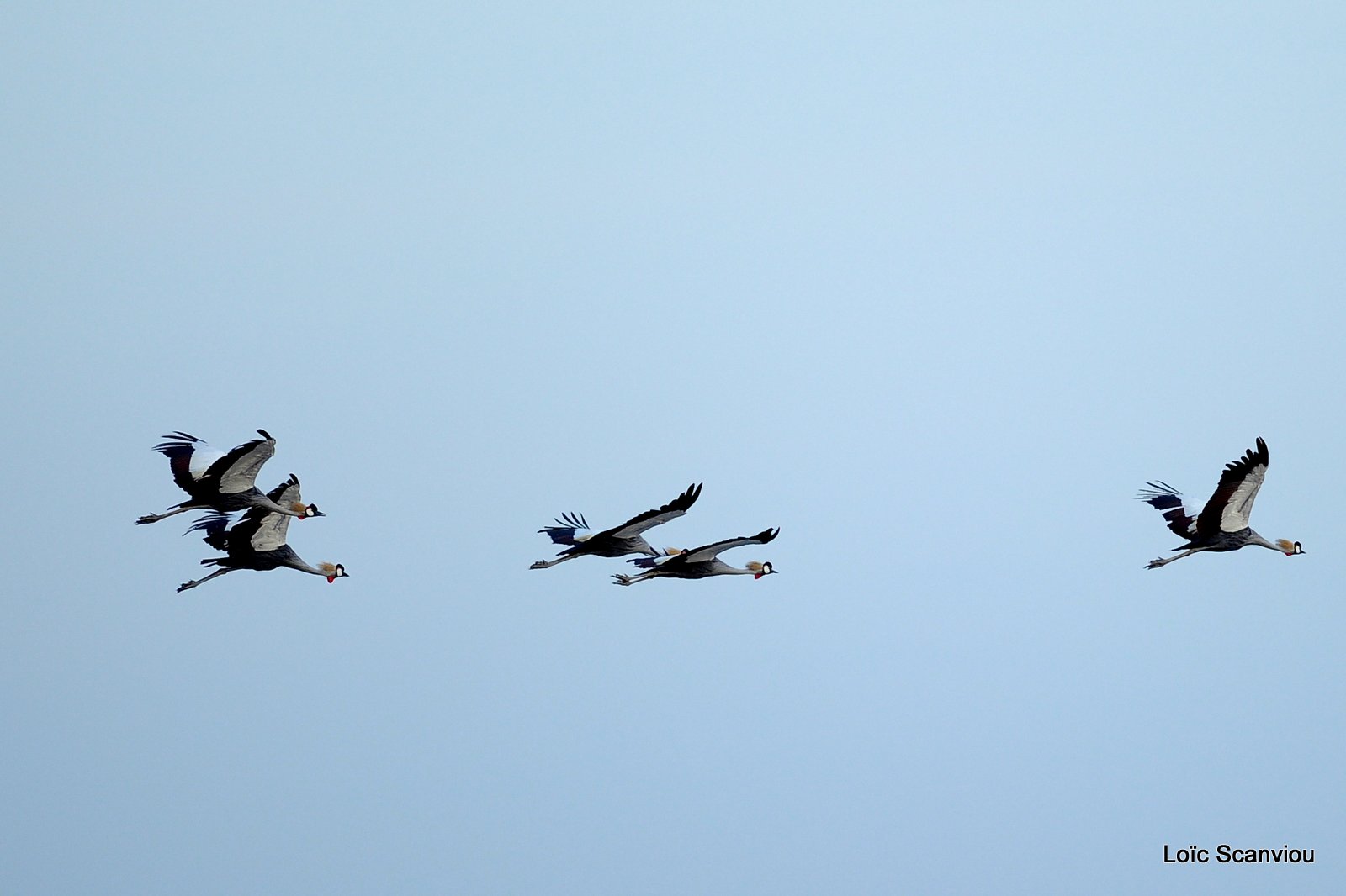 Grue couronnée/Grey-crowned Crane (2)
