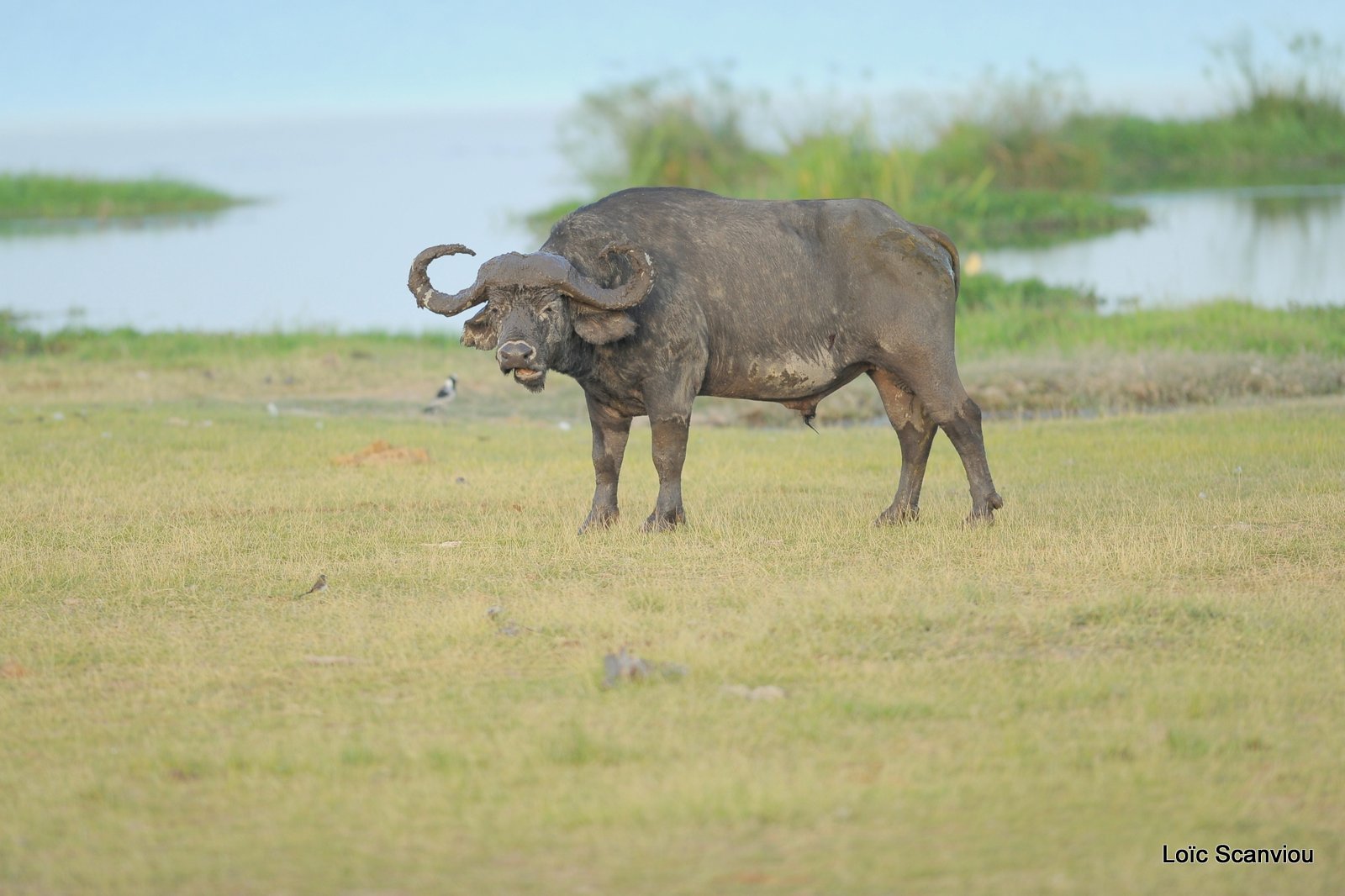 Buffle du Cap/Cape Buffalo (2)