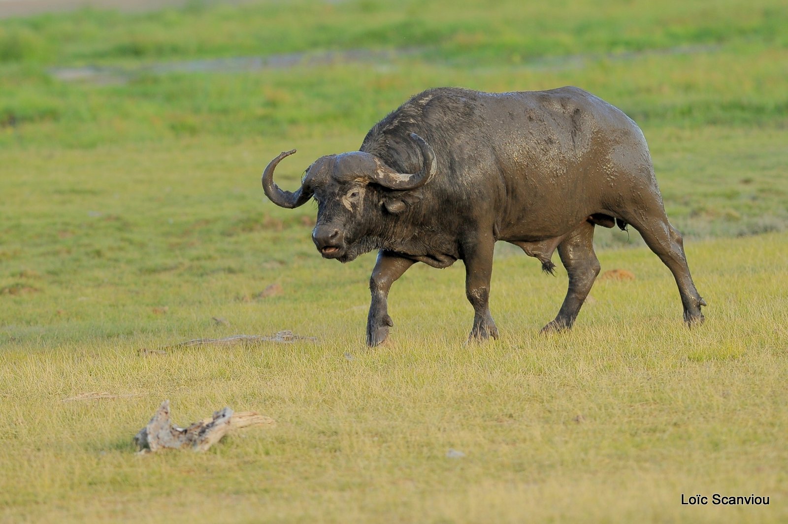 Buffle du Cap/Cape Buffalo (3)