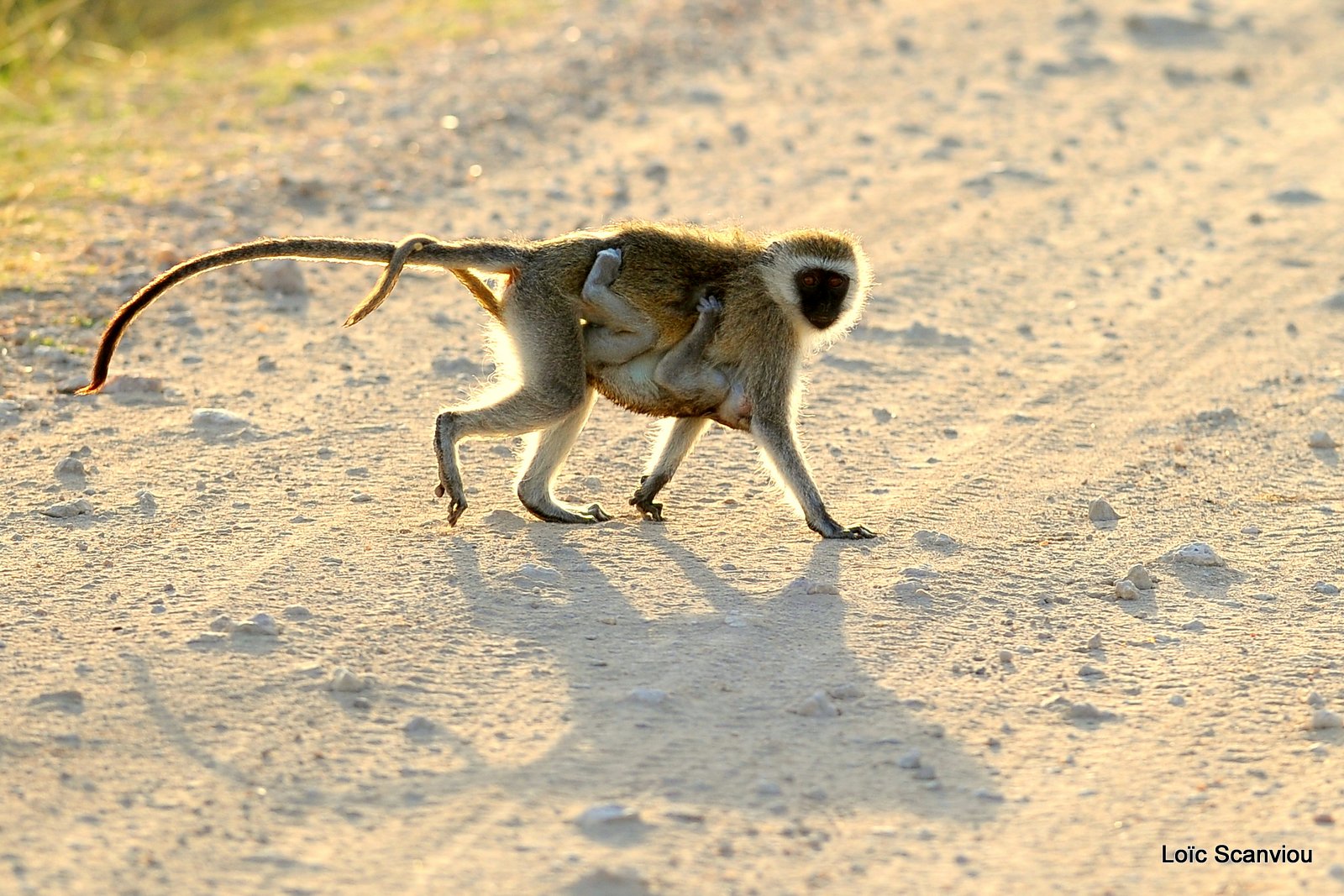 Vervet/Vervet Monkey (2)