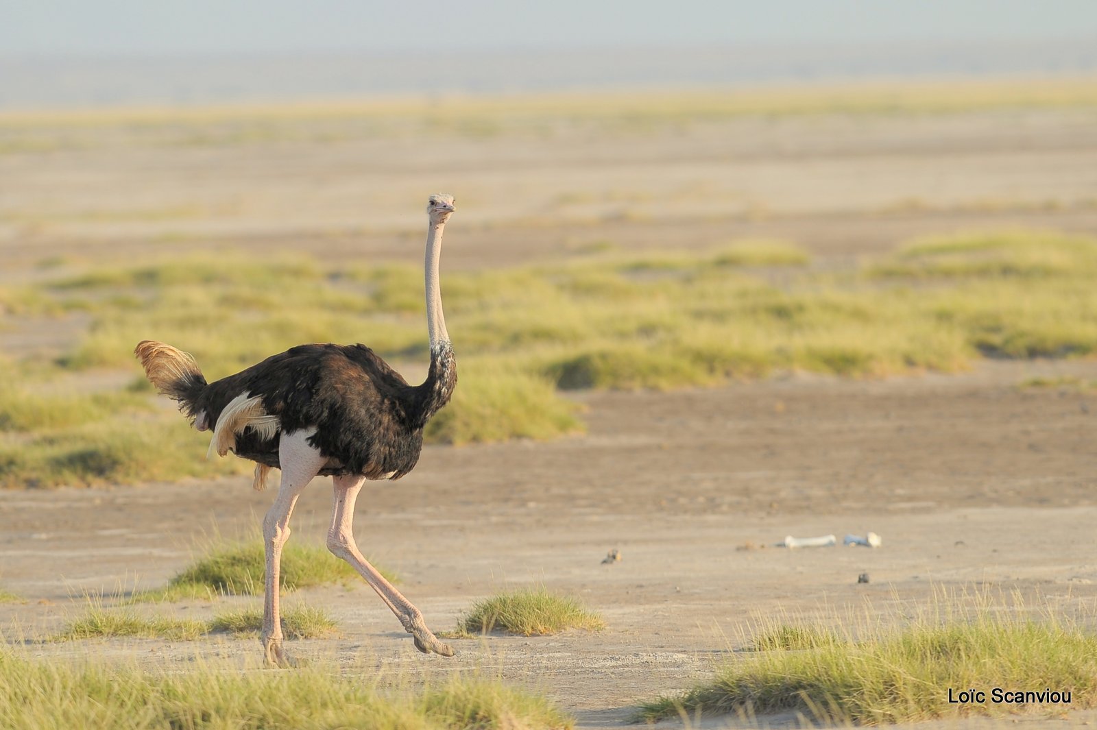Autruche/Ostrich (1)