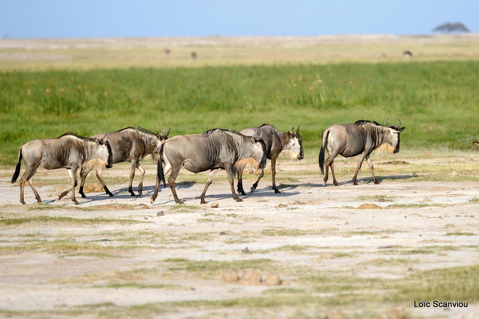 Gnou/Wildebeest (6)