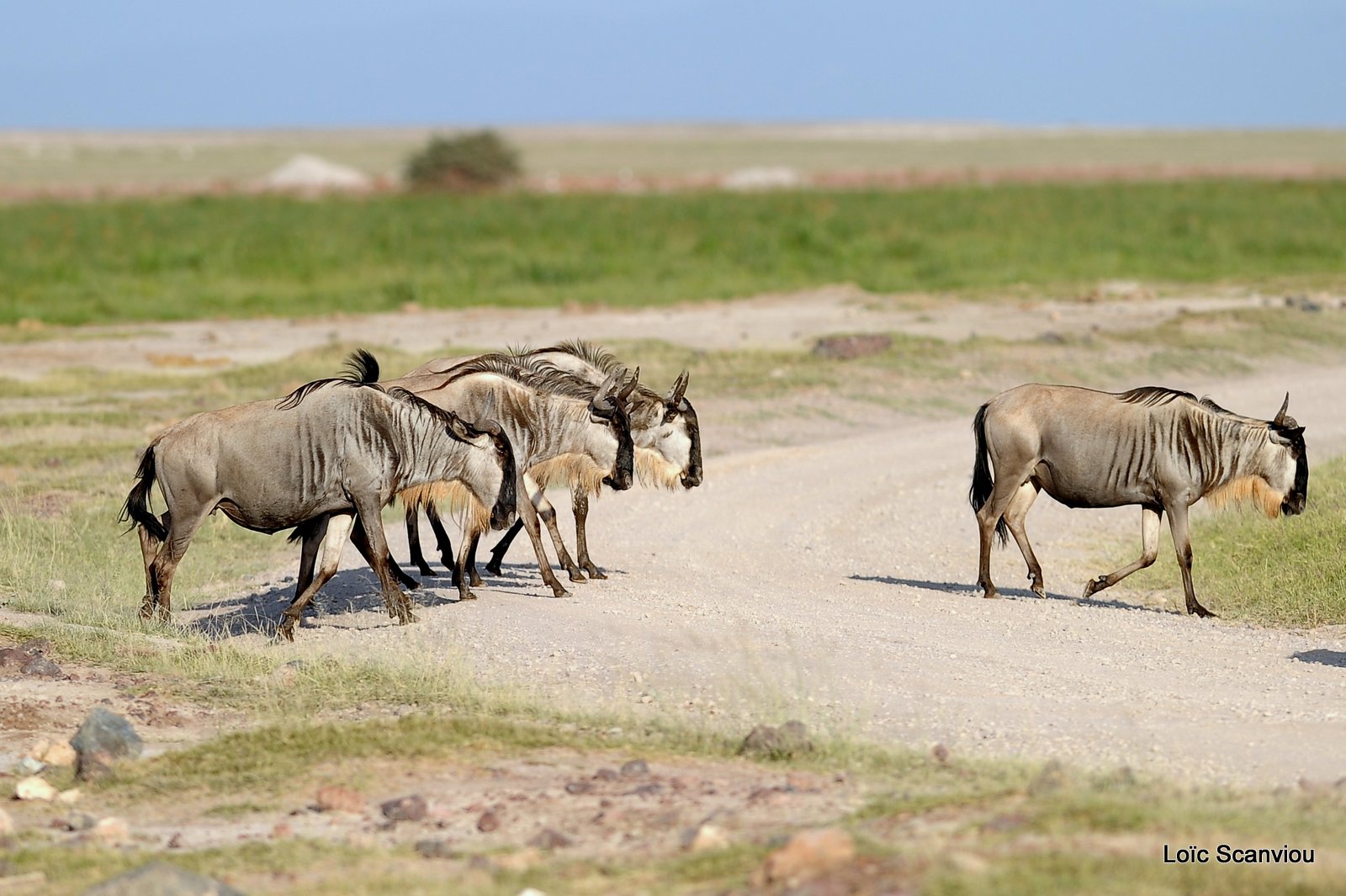 Gnou/Wildebeest (7)