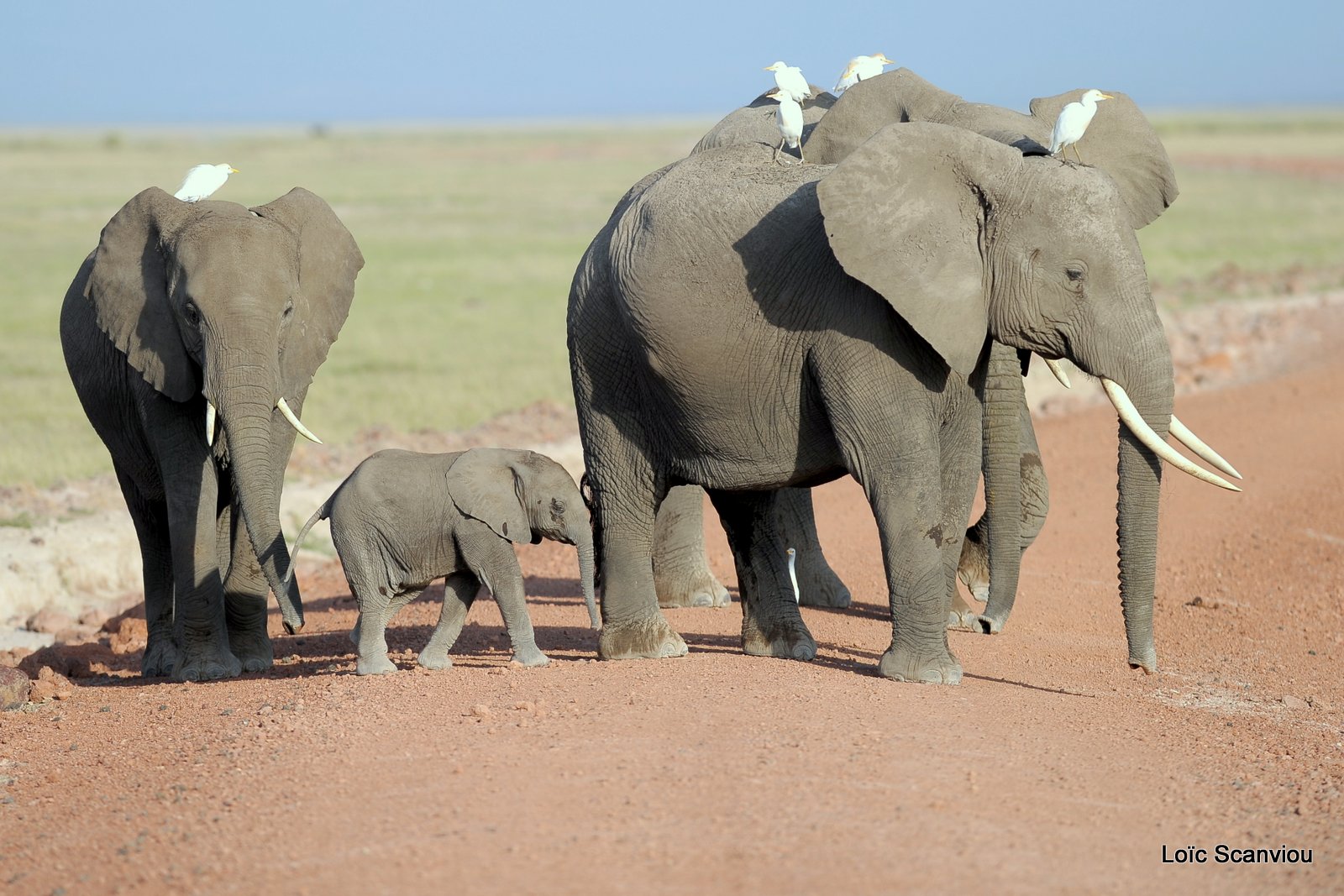 Eléphant (48)