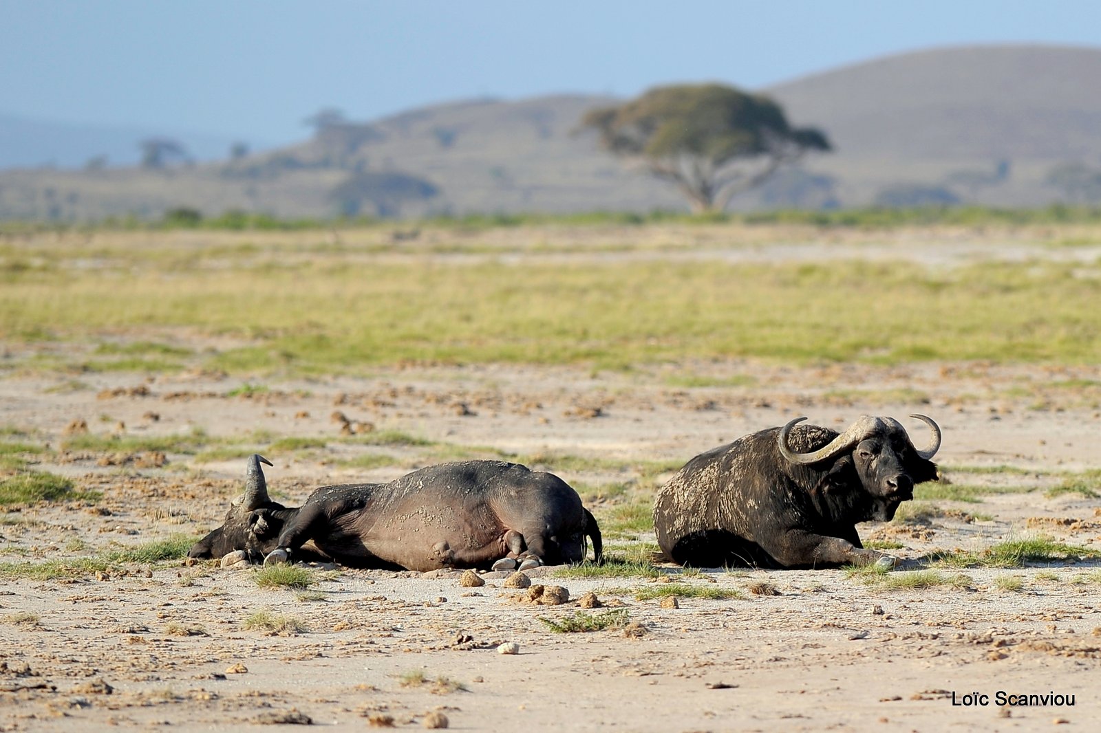 Buffle du Cap/Cape Buffalo (4)