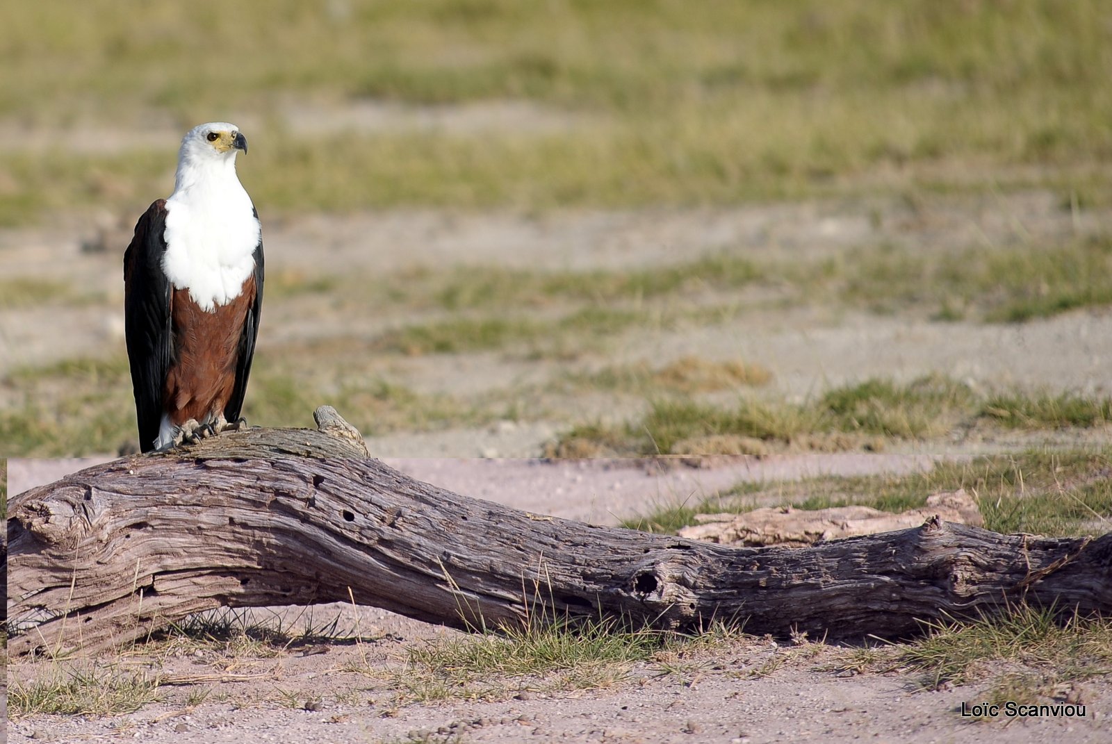 Aigle vocifère/African Fish Eagle (1)