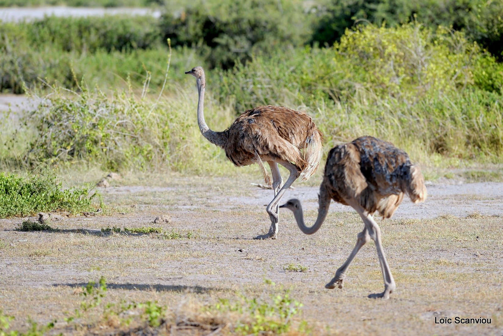 Autruche/Ostrich (2)