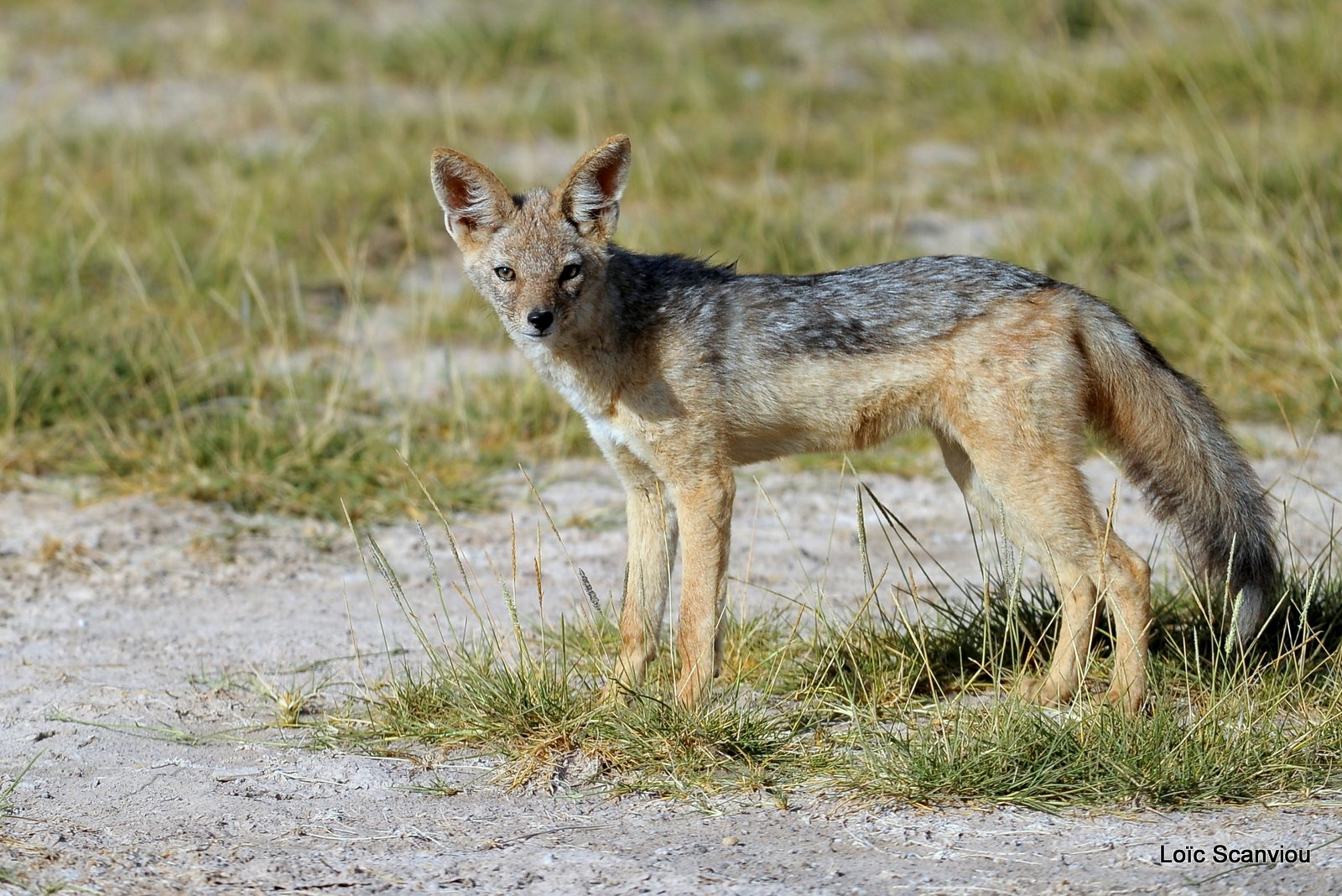 Chacal à chabraque/Black-backed Jackal (1)