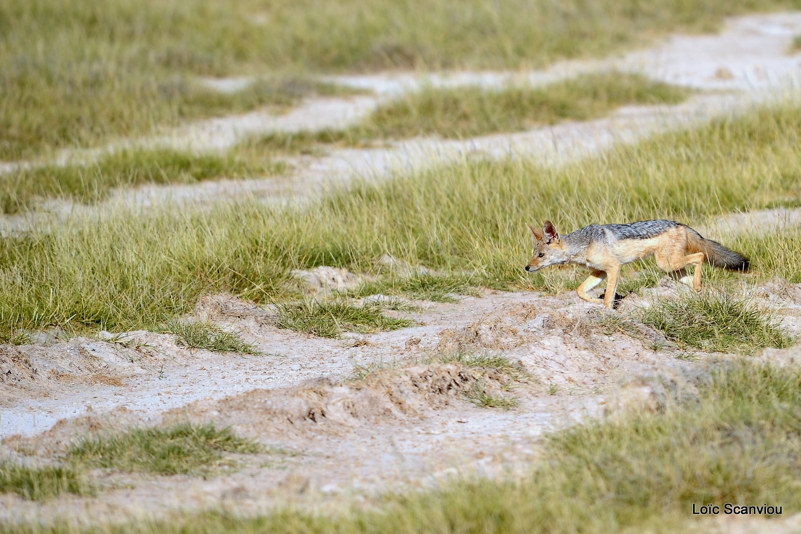 Chacal à chabraque/Black-backed Jackal (2)
