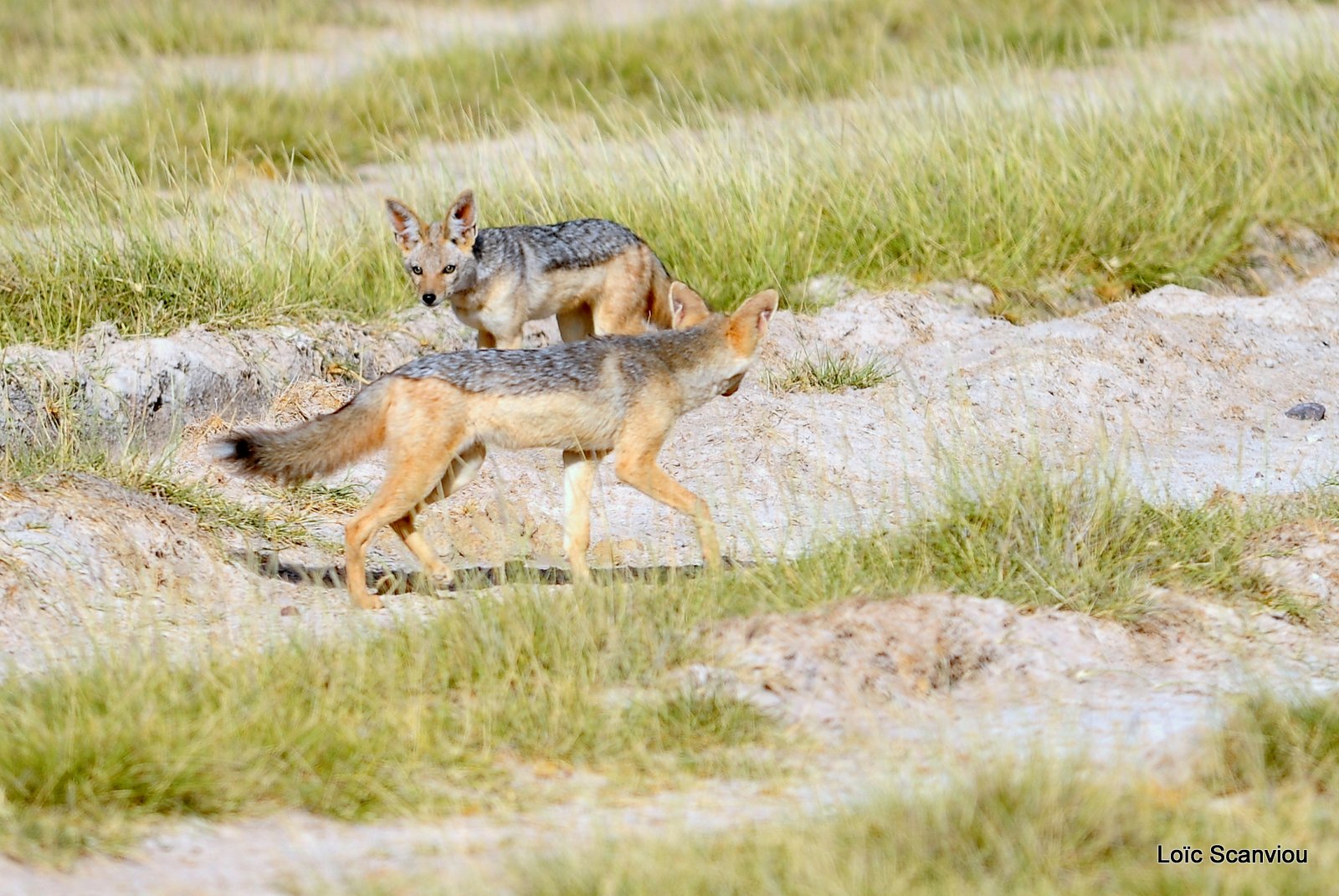 Chacal à chabraque/Black-backed Jackal (3)