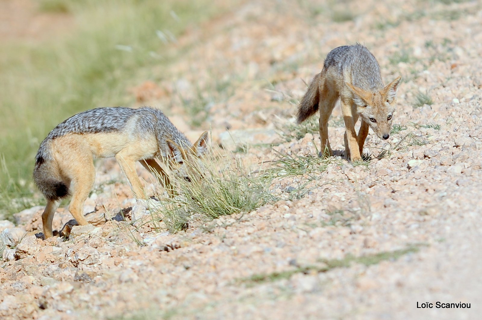 Chacal à chabraque/Black-backed Jackal (4)
