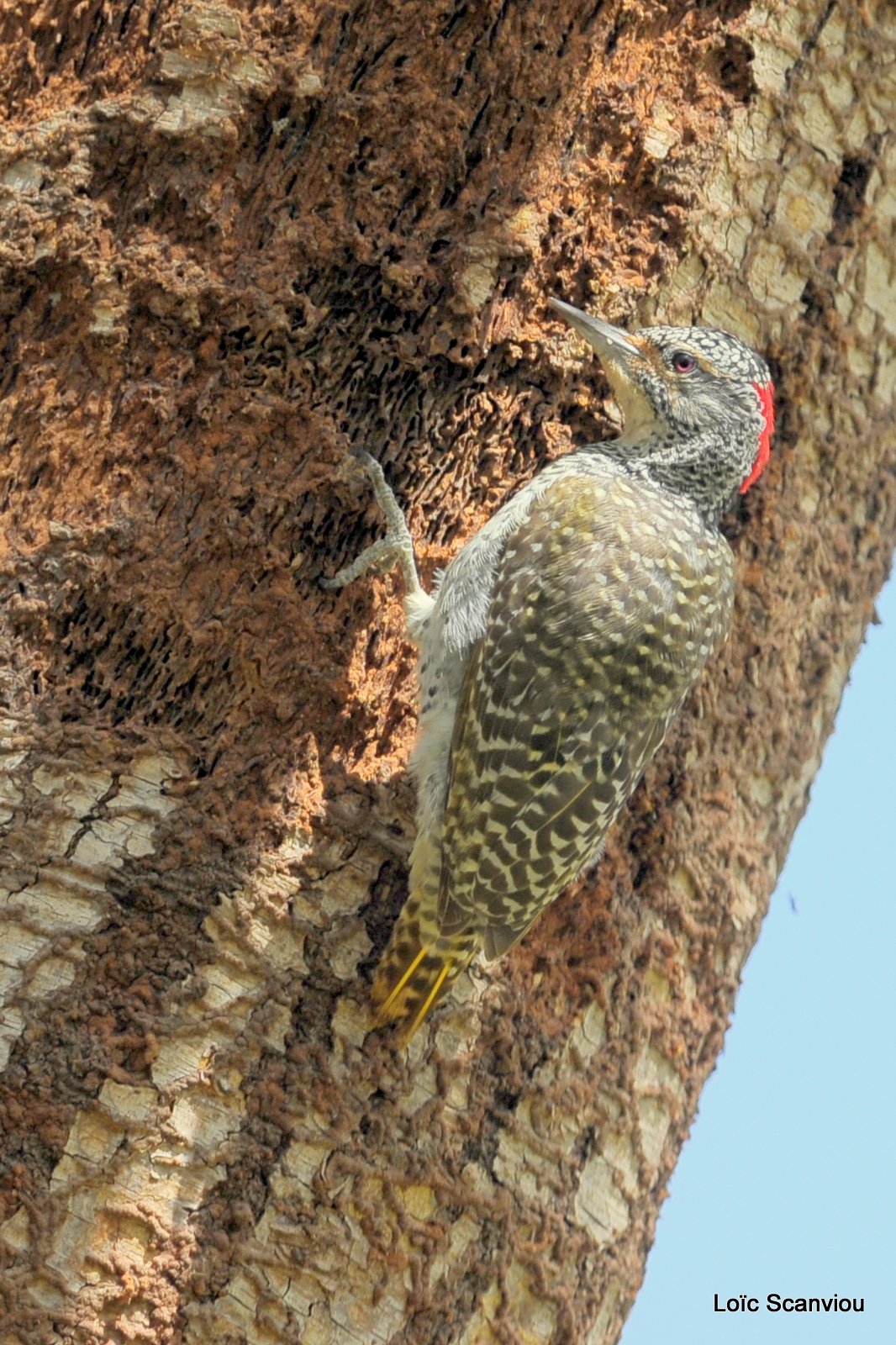Pivert/Woodpecker (4)