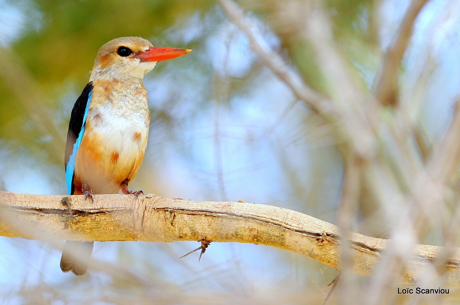 Martin-chasseur à tête grise/Grey-headed Kingfisher (2)