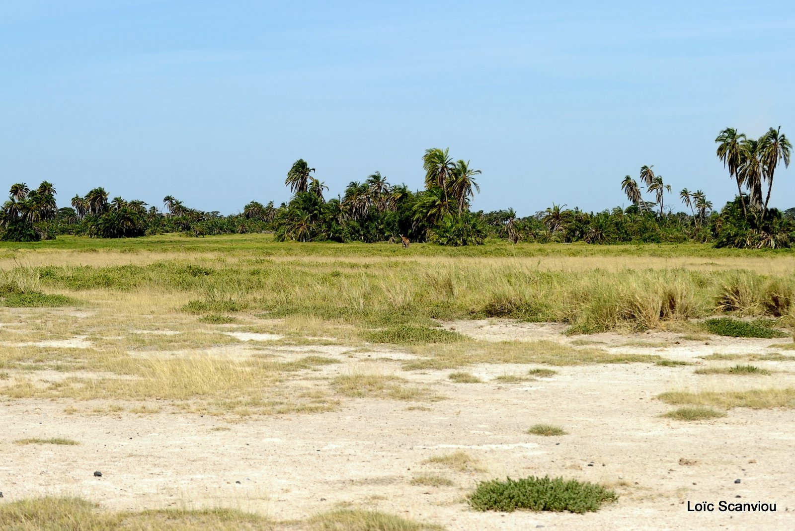 Amboseli 2012 (129)