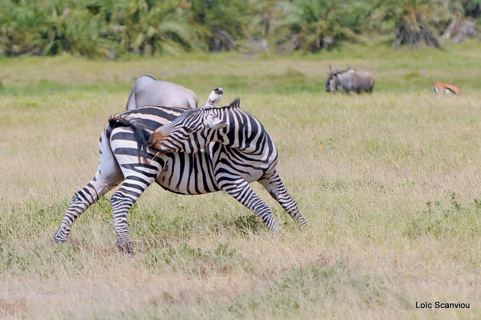 Zèbre/Zebra (1)