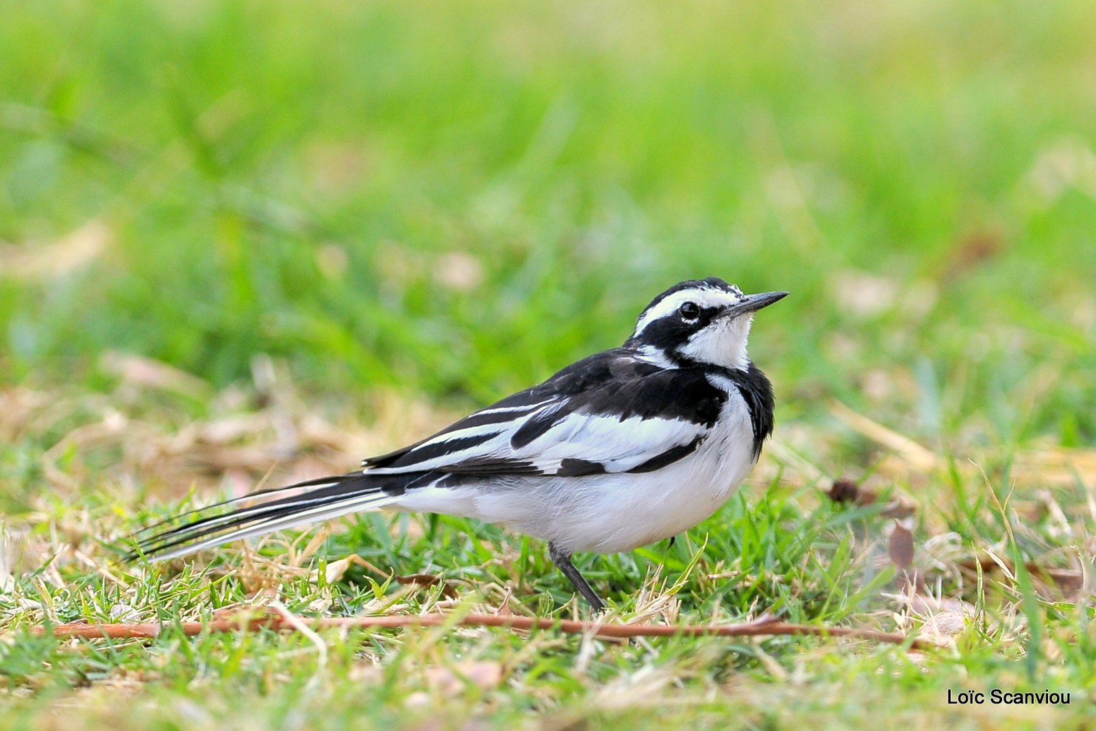 Bergeronnette/African Pied Wagtail (1)