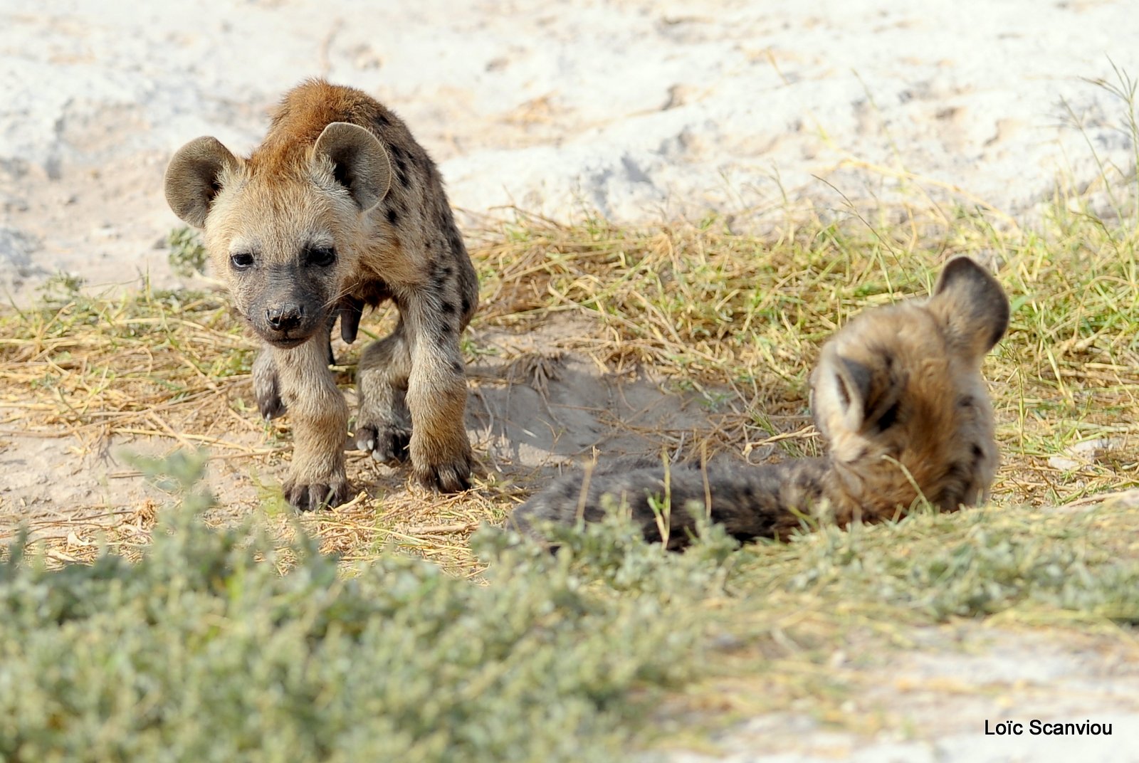 Hyène tachetée/Spotted Hyena (4)