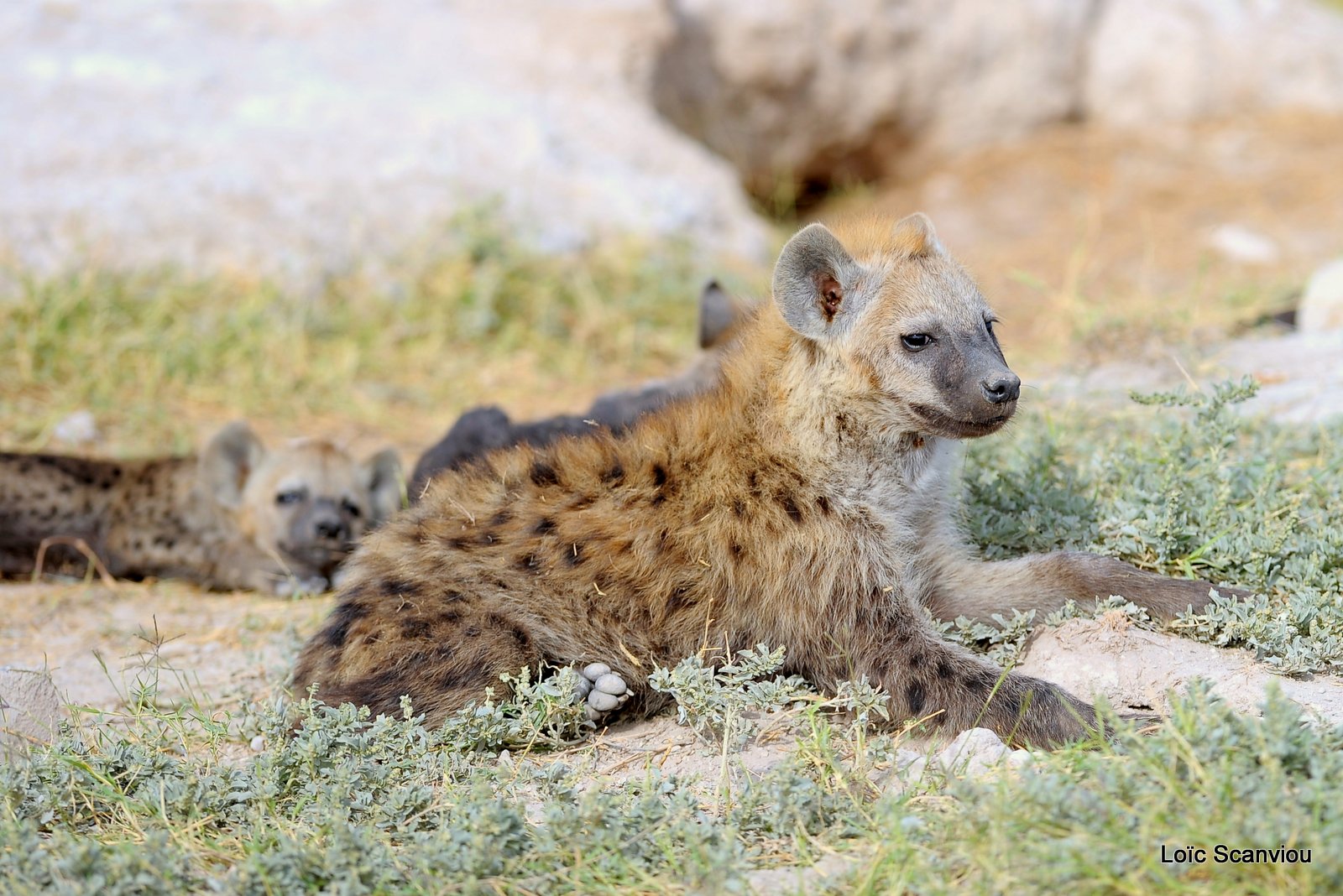 Hyène tachetée/Spotted Hyena (5)