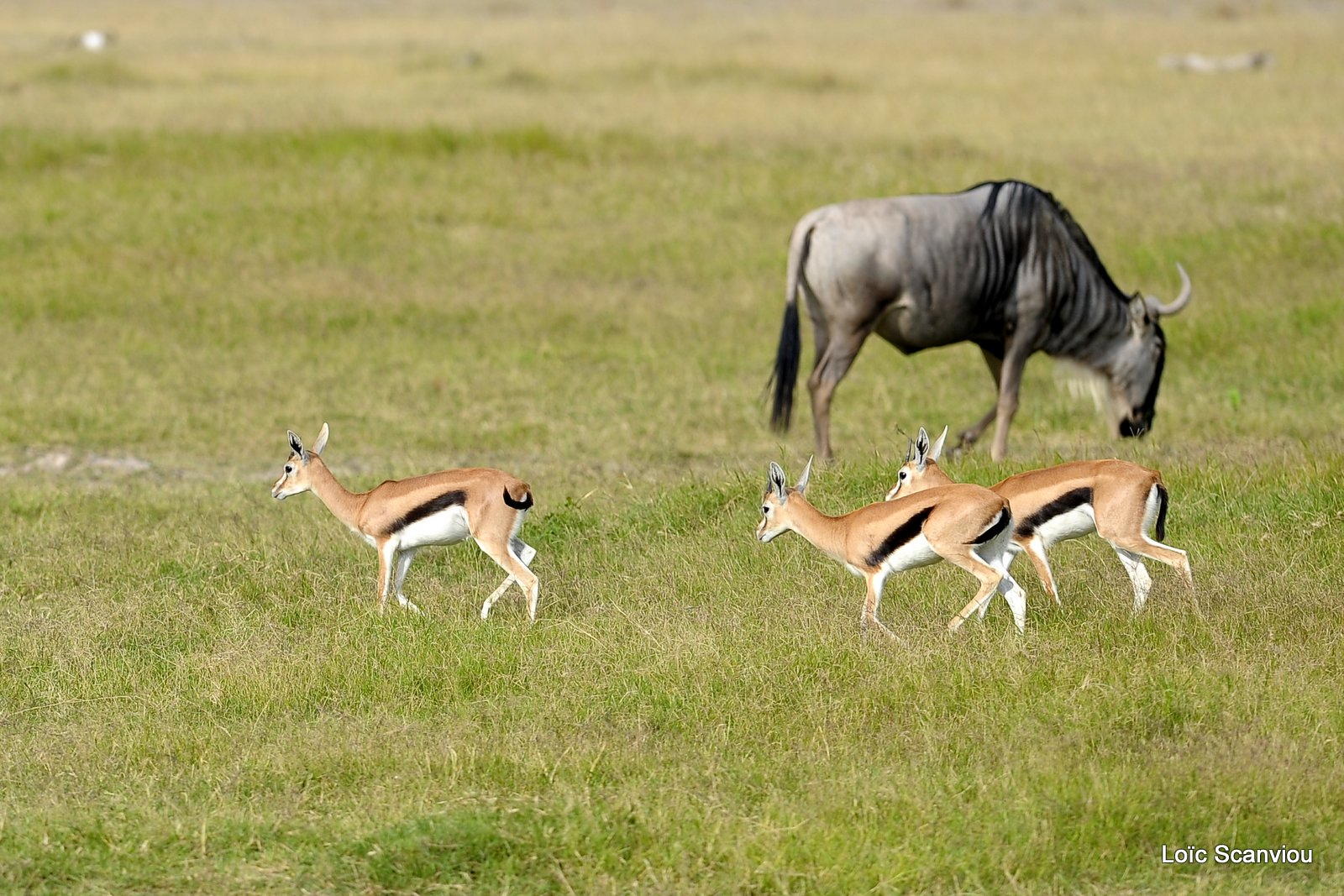 Gnou et gazelle de Thomson (1)
