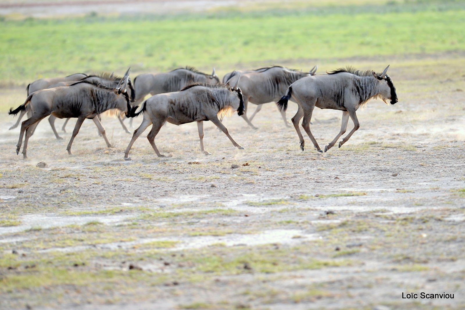 Gnou/Wildebeest (8)
