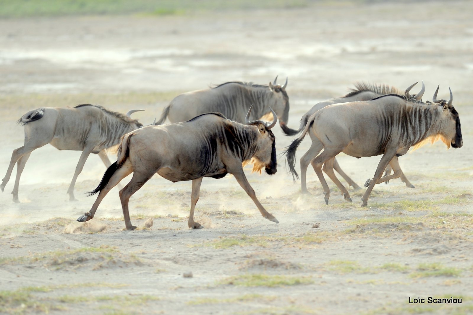 Gnou/Wildebeest (9)