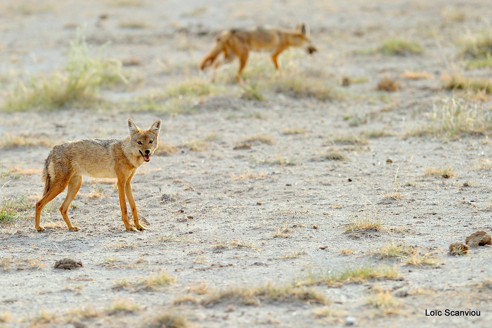 Chacal à chabraque/Black-backed Jackal (6)