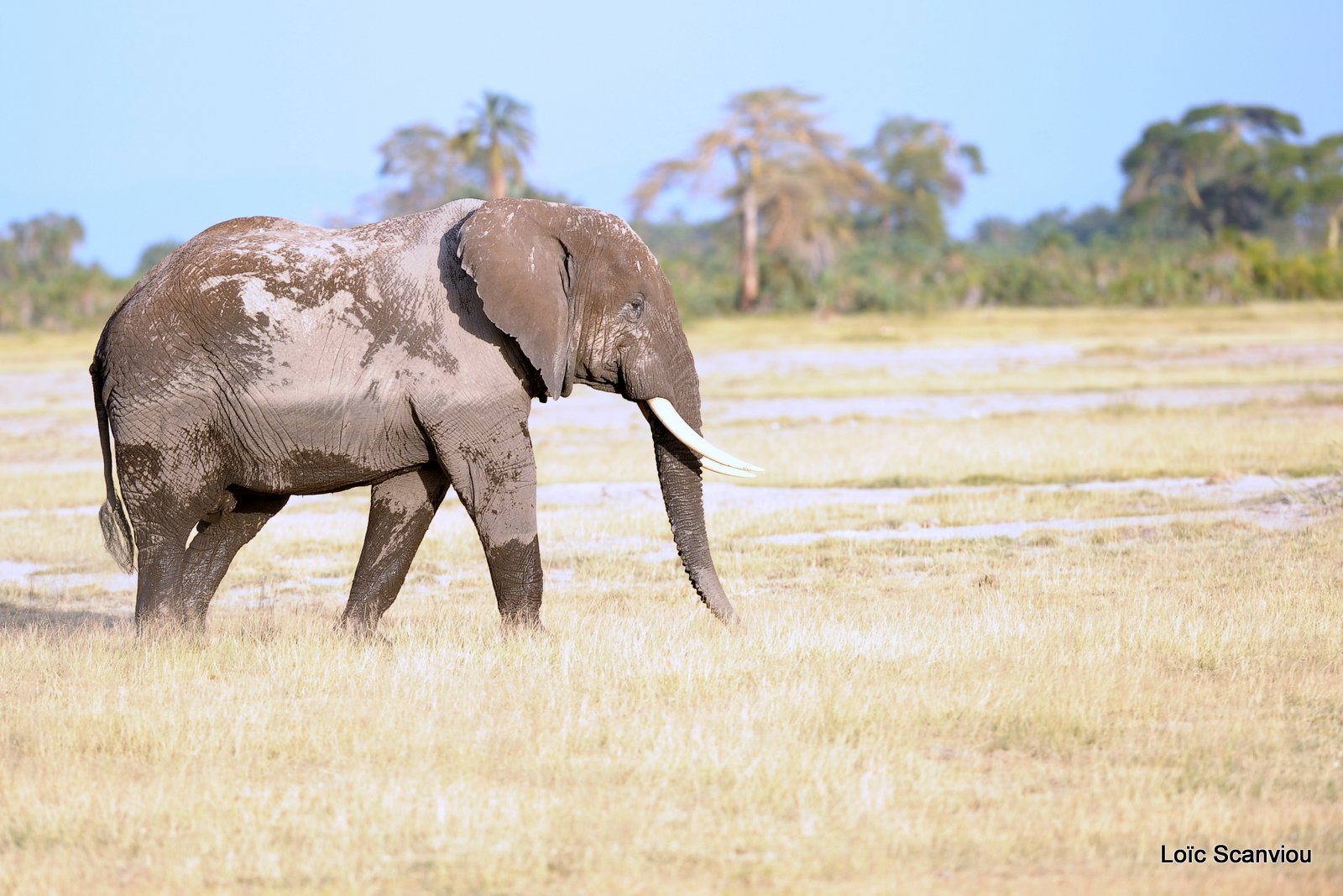 Eléphant (49)