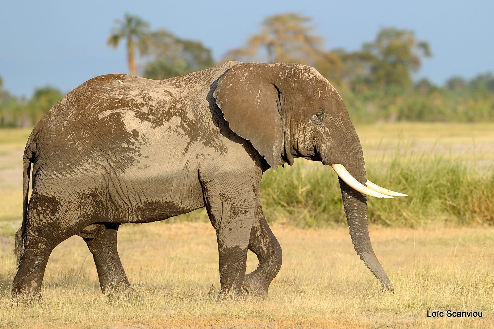 Eléphant (50)