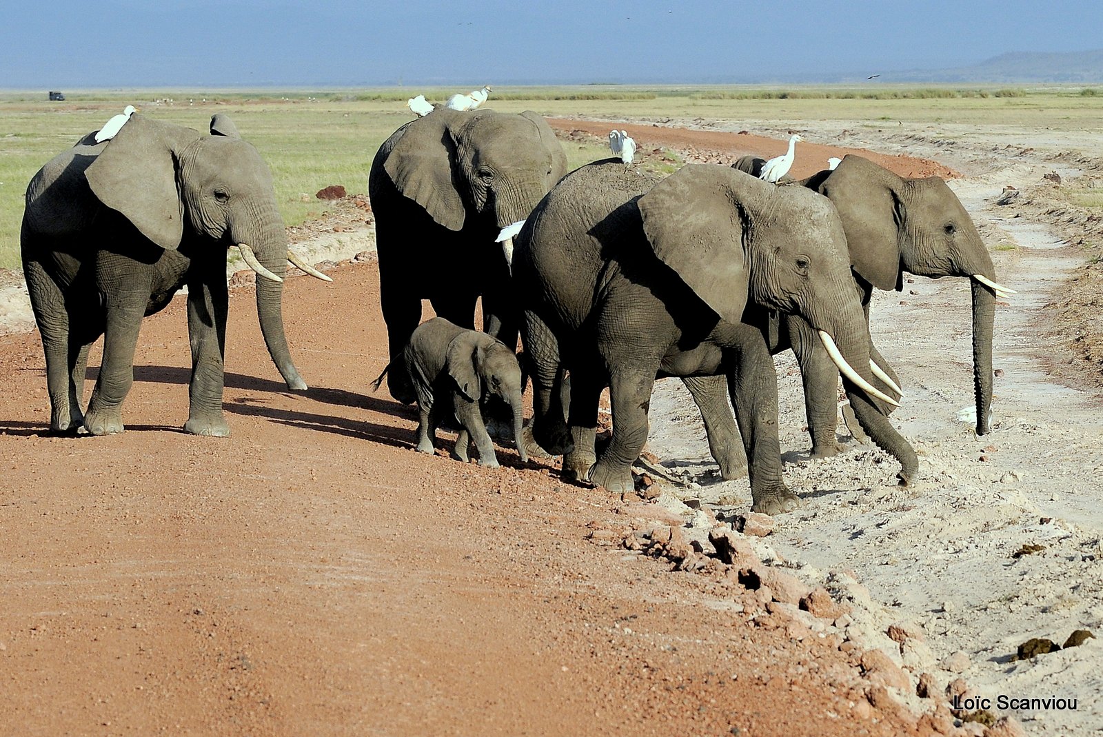 Eléphant (51)