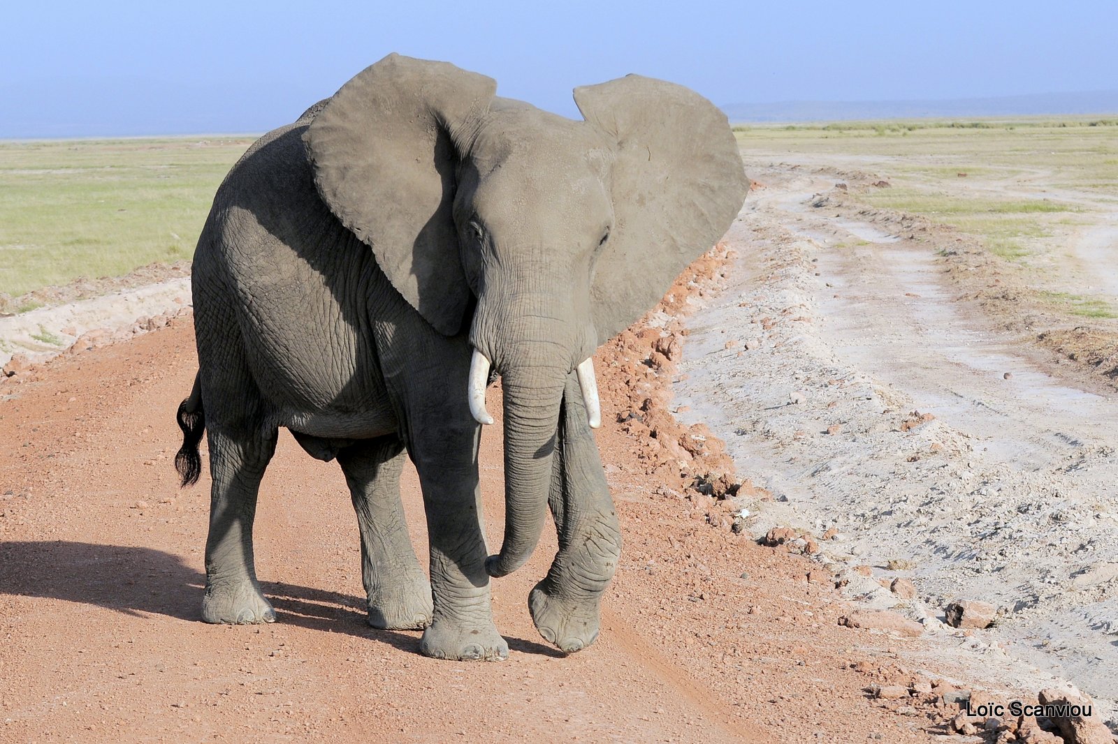 Eléphant (53)