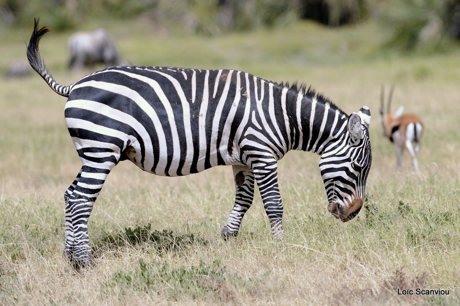 Zèbre/Zebra (2)