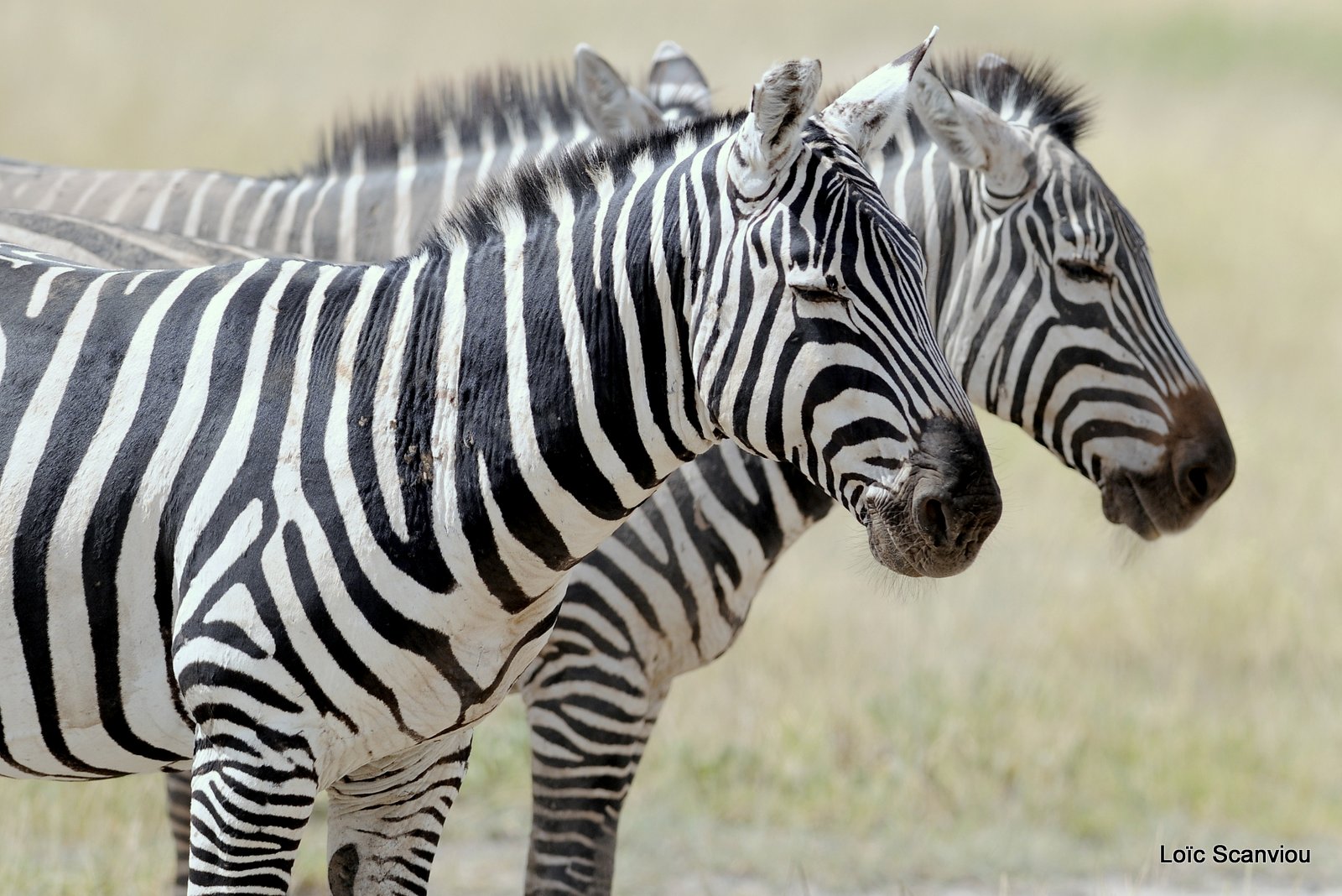 Zèbre/Zebra (3)