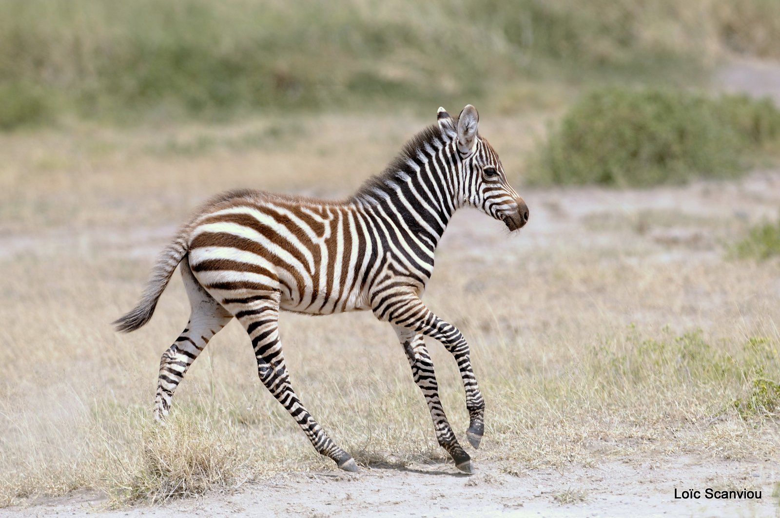 Zèbre/Zebra (4)