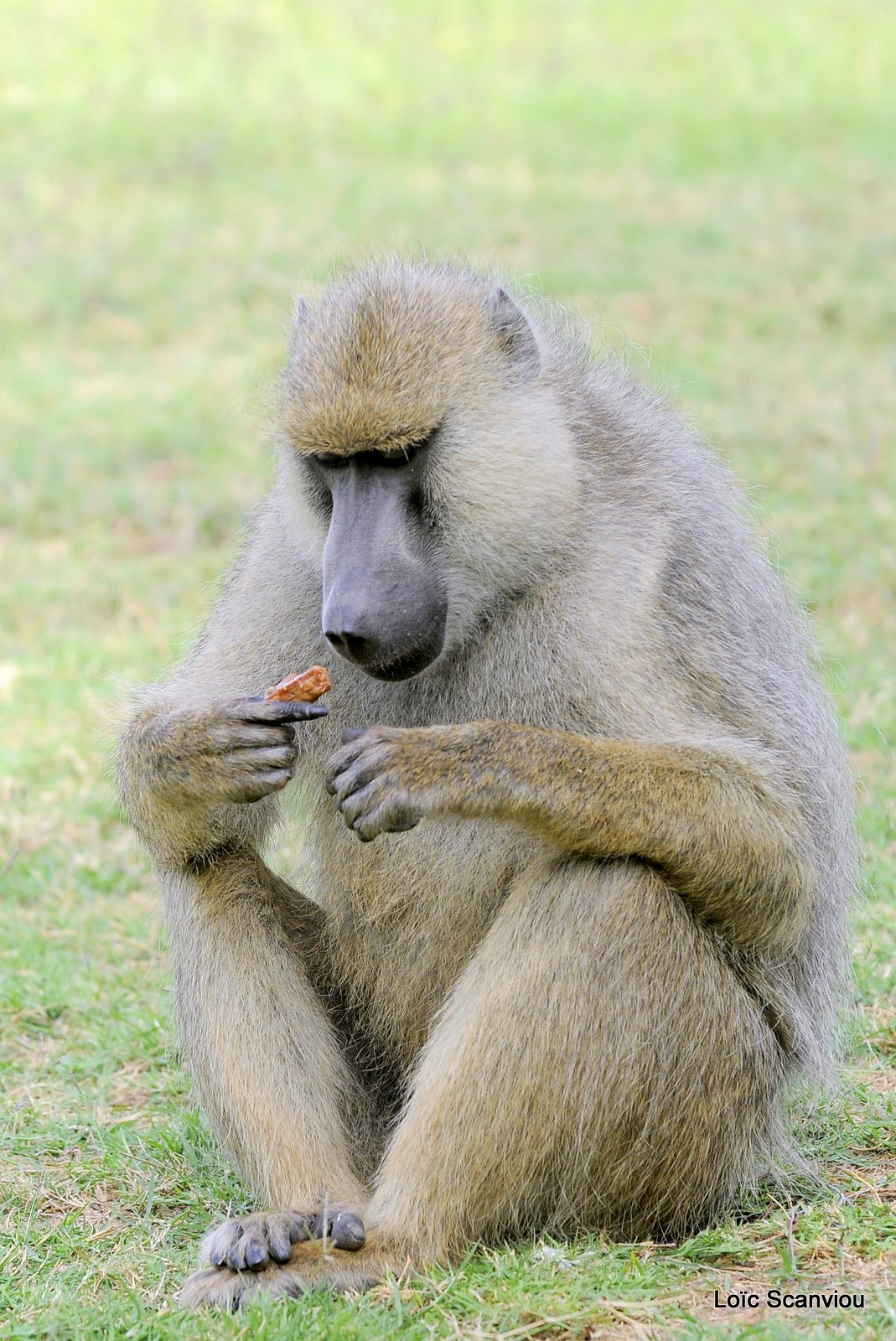 Babouin/Baboon (1)