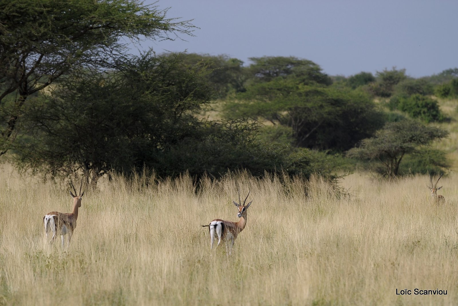 Gazelle de Thomson/Thomson's Gazelle (2)