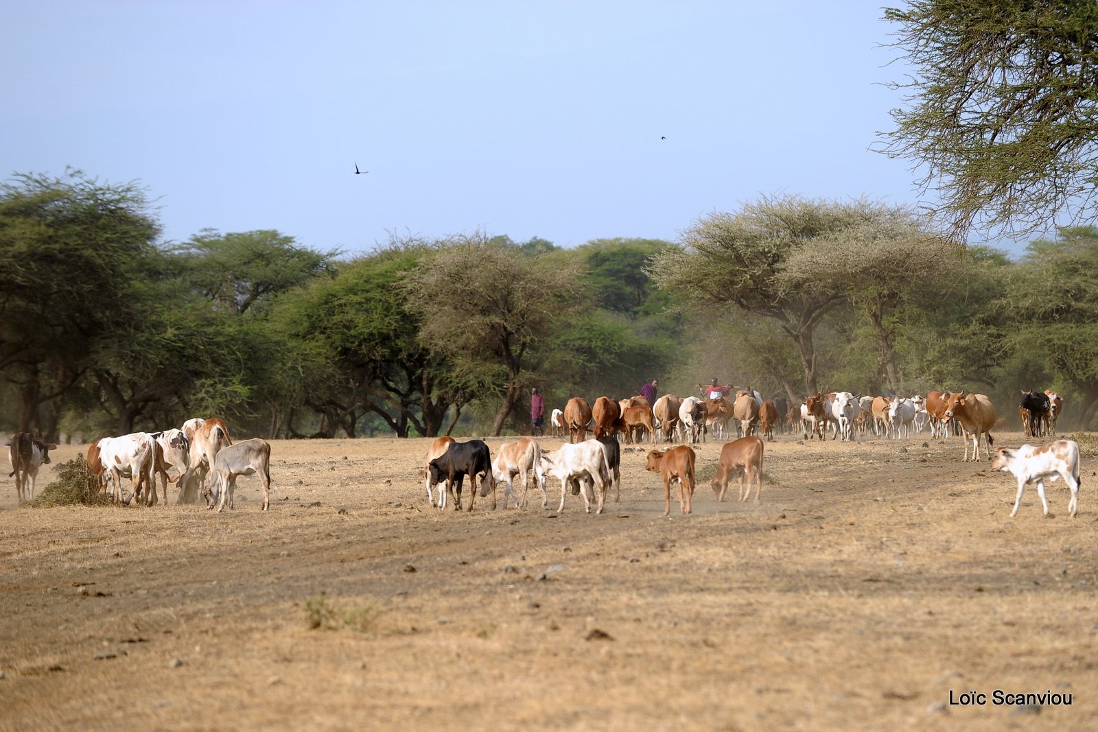 Village massaï (2)