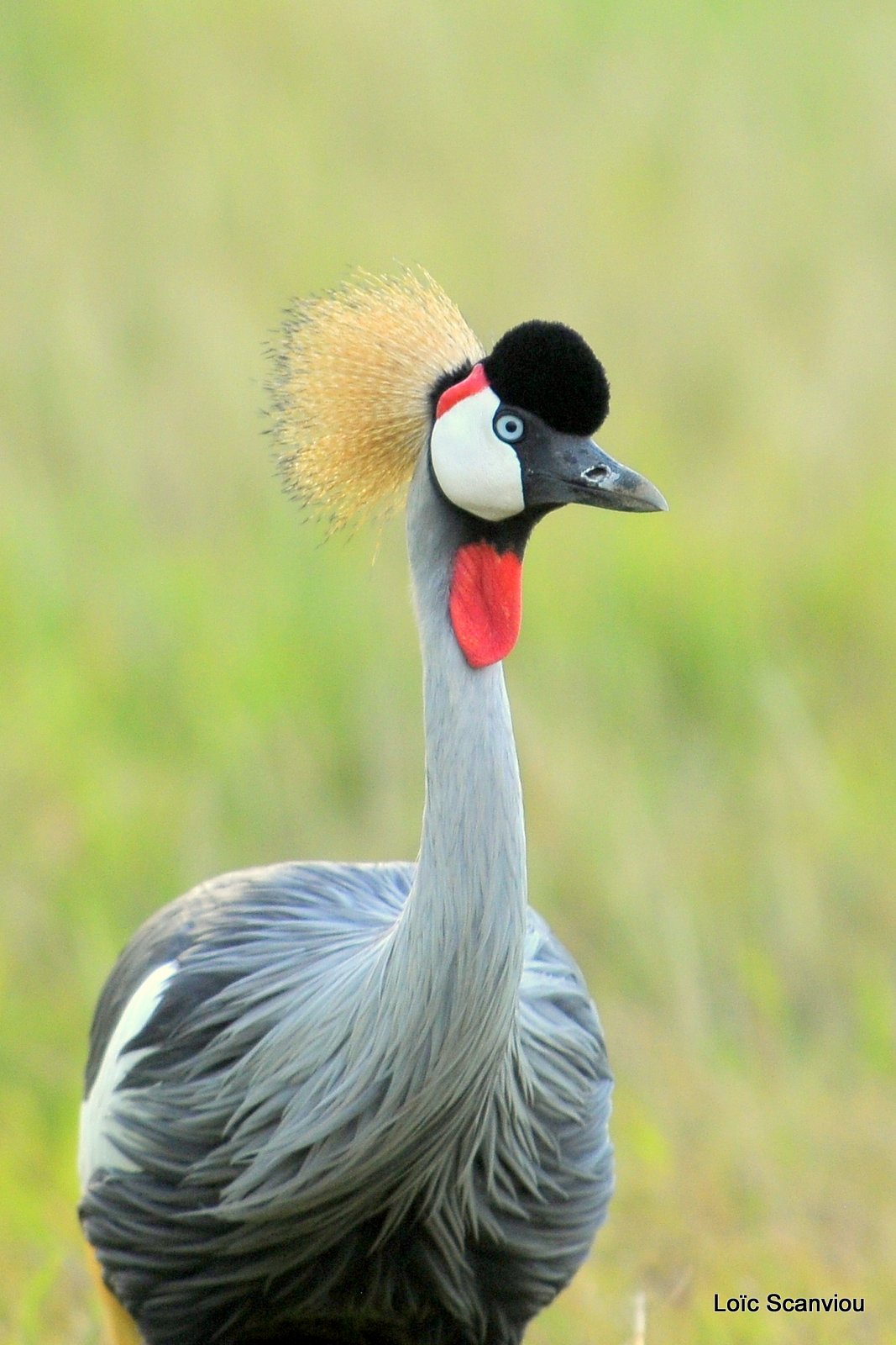 Grue couronnée/Grey-crowned Crane (1)