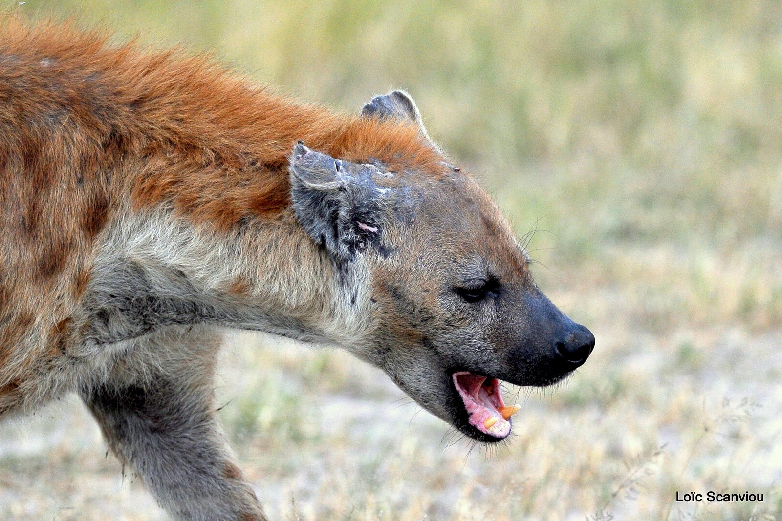 Hyène tachetée/Spotted Hyena (1)