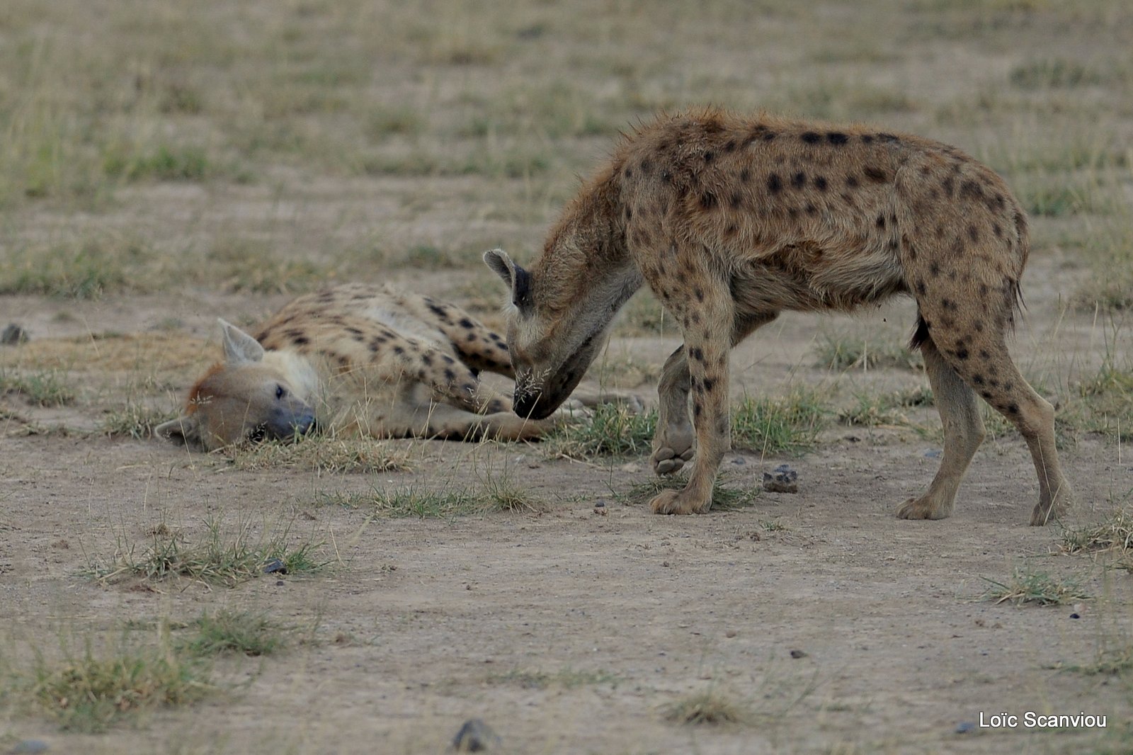 Hyène tachetée/Spotted Hyena (2)