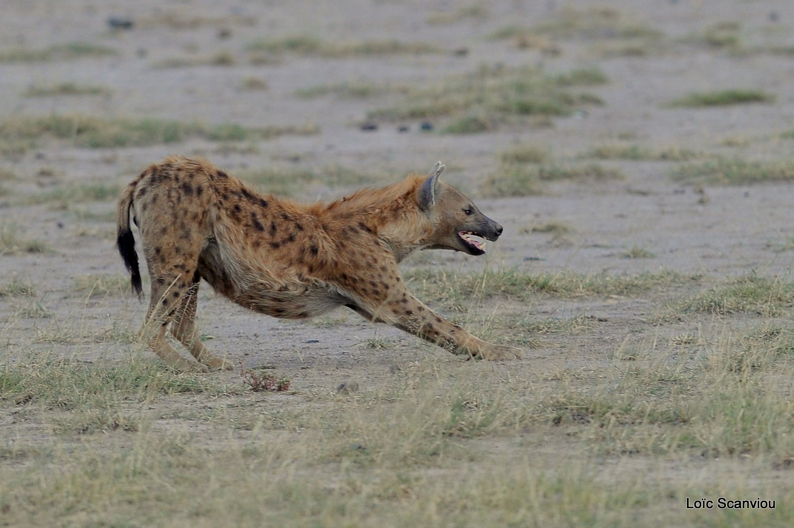 Hyène tachetée/Spotted Hyena (3)
