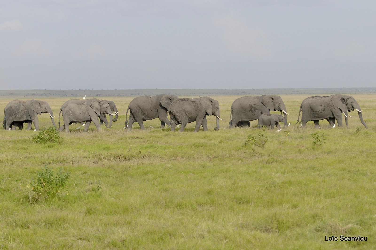 Eléphant (39)