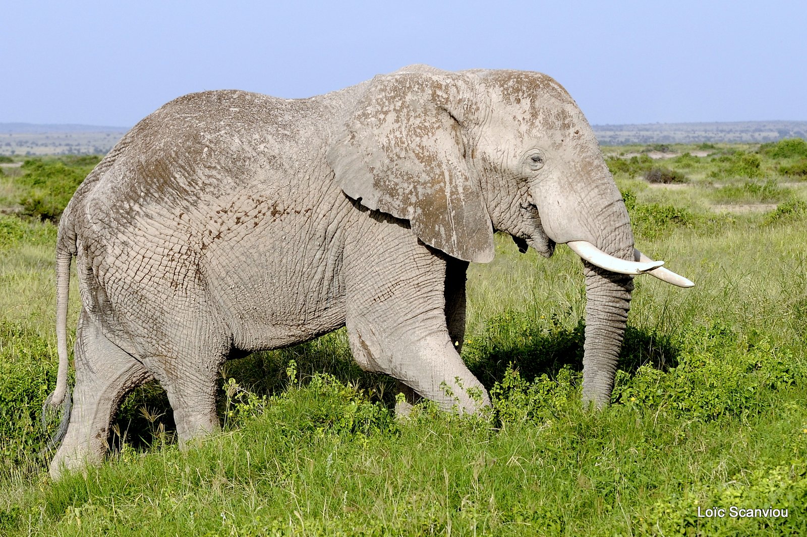 Eléphant (41)
