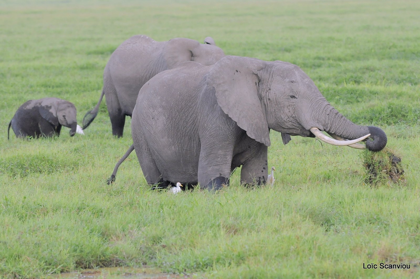 Eléphant (42)
